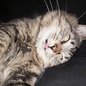 Meet your Posher, Bethamy